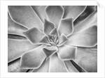Succulent plant by Assaf Frank